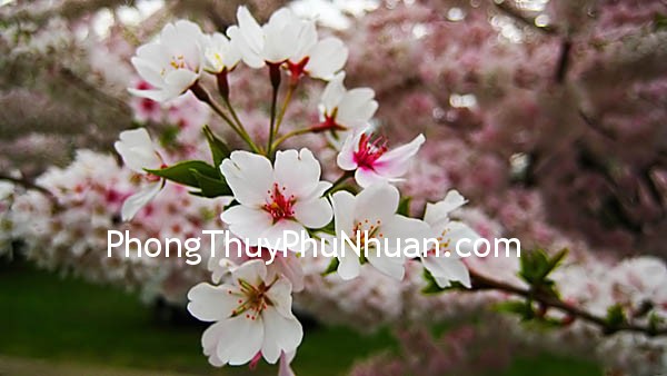sakura flower Thành – bại cũng tại Đào hoa